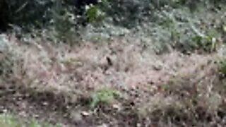 playing with my tittys in the woods