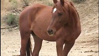 A scene dedicated to all lovers of anal sex with Anal