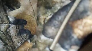 Sleeping bhabir sathe , fingering