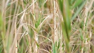 A thin chick bastards from delicate penetration with a boyfriend