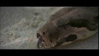 Brunette white woman with black lover – Softcore Interracial