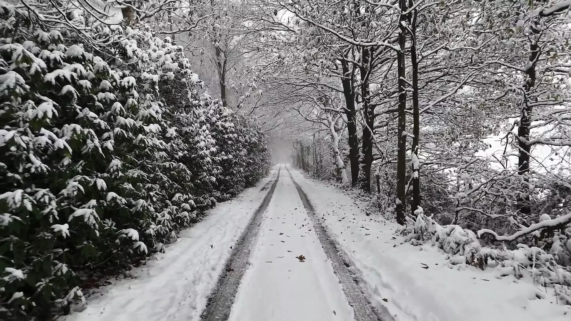 The chick with a large ass received