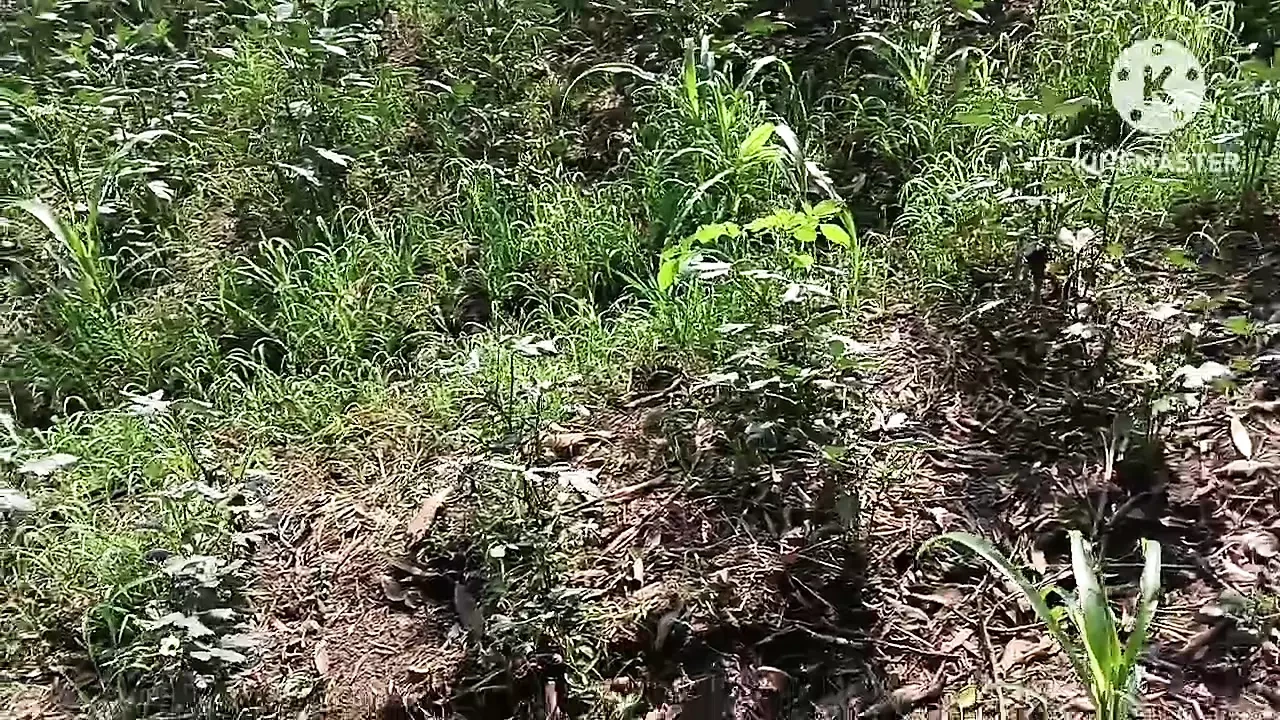 Telugu aunty bowlojab doing har agriculture owner coke in farm