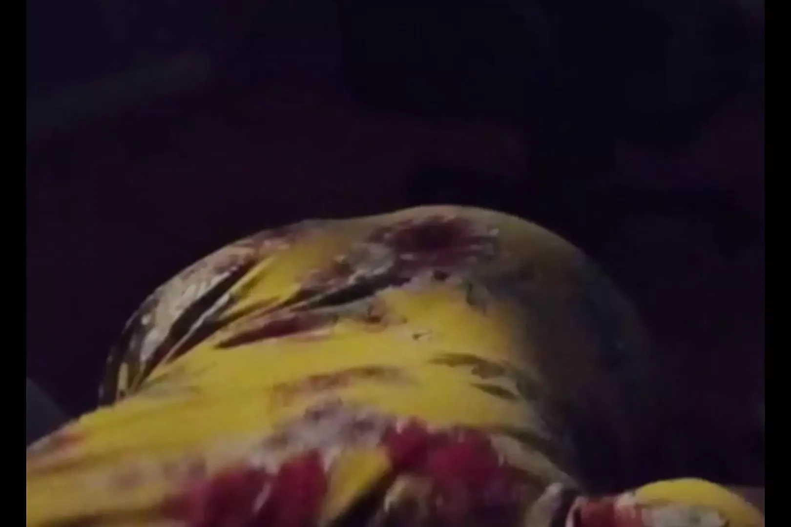 Aunty Have a Birthday Surprise for Me