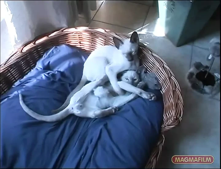 Busty Houswife Gets Anal Sex at Home (by)