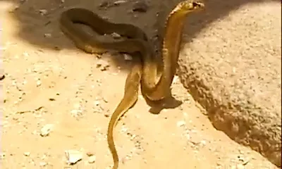 Cleopatra and Pharaoh