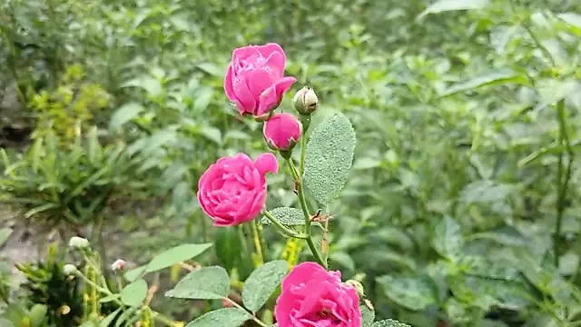 Village Hot Boy And Girl Sex Story Bangla