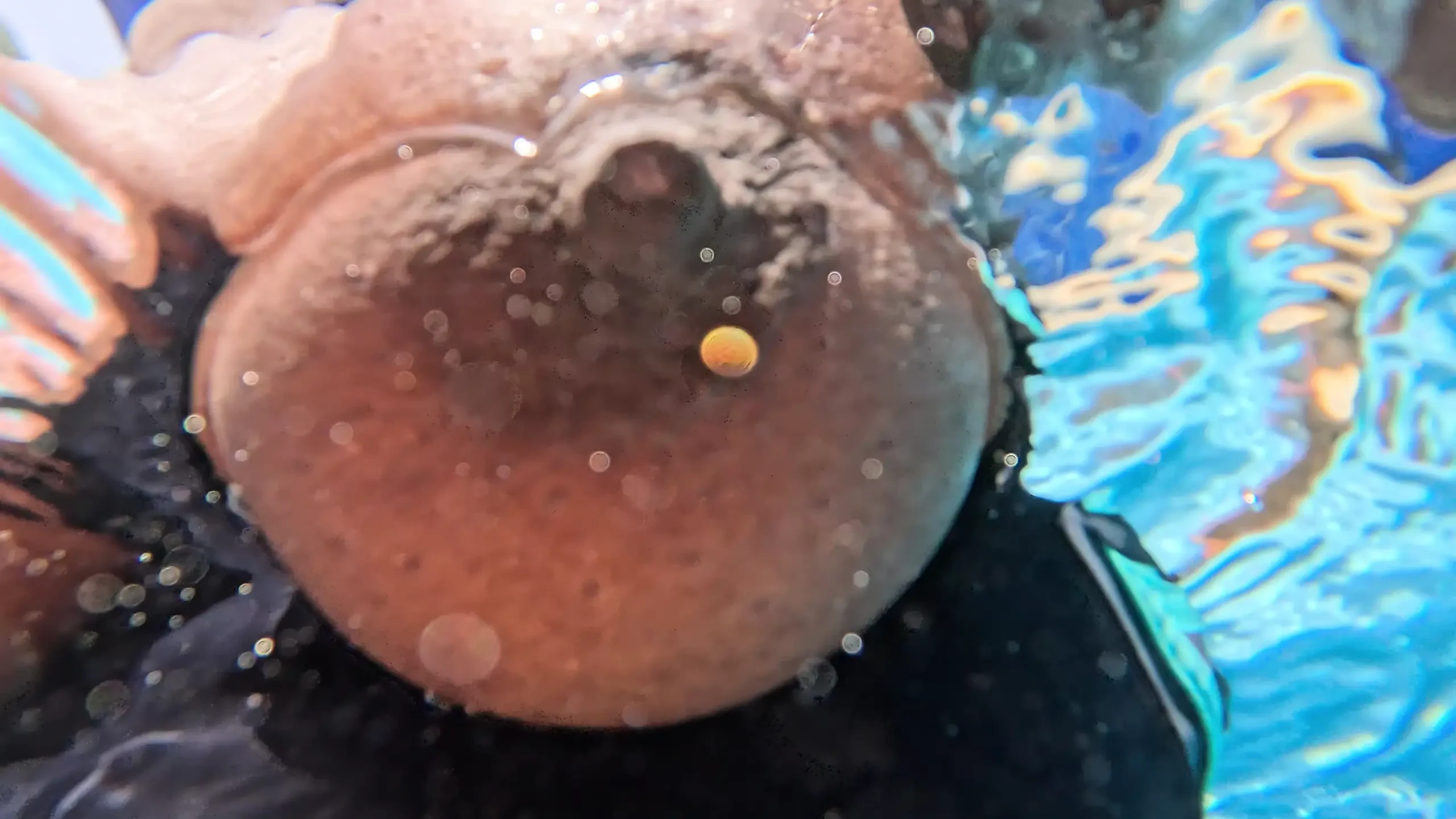 He Suddenly Pulls My Bathing Suit to the Side and Fucks Me in the Pool